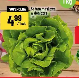 Polomarket Sałata masłowa w doniczce oferta