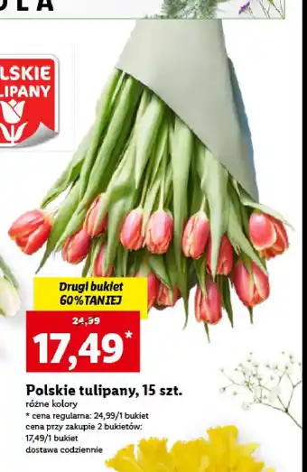 Lidl Tulipany 1 OPAK 15 SZT oferta