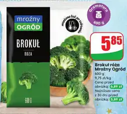 Dino Brokuł róża Mroźny Ogród oferta