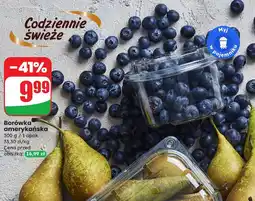 Dino Borówka amerykańska Dino oferta