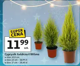 Auchan Cyprysik goldcrest wilma don. 17 cm Gasa oferta