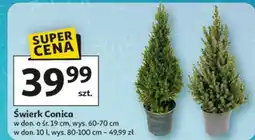 Auchan Świerk conica 80-100 cm oferta