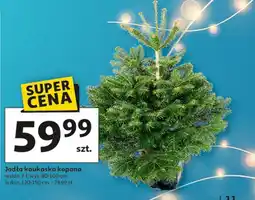 Auchan Jodła kaukaska kopana 80-100 cm don. 7 l oferta