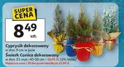 Auchan Świerk conica 40-50 cm oferta