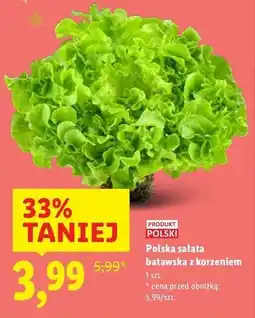 Lidl Polska sałata batawska z korzeniem oferta
