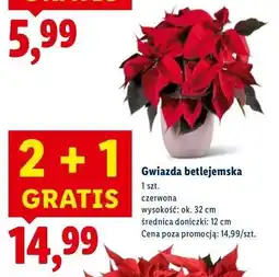Lidl Gwiazda betlejemska 32 cm oferta