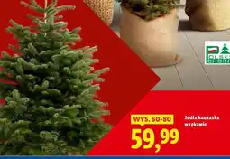 Lidl Jodła kaukaska w rękawie wys. 60-80 cm oferta