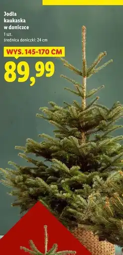 Lidl Jodła kaukaska oferta