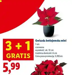 Lidl Gwiazda betlejemska mini oferta