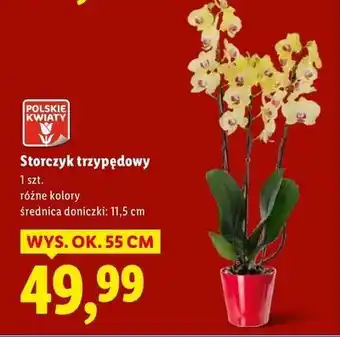 Storczyk 3-pędowy