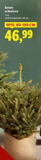 Lidl Świerk w doniczce 80-100 cm oferta