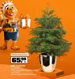 OBI Jodła kaukaska oferta