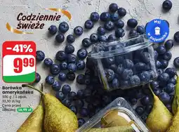 Dino Borówki amerykańskie oferta