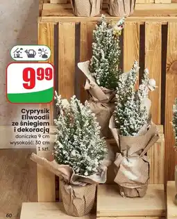 Dino Cyprysik eliwoodii ze śniegiem i dekoracją oferta