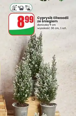 Dino Cyprysik ellwoodii oferta