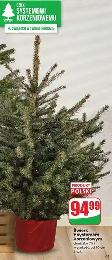 Dino Świerk z systemem korzeniowym oferta