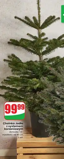 Dino Choinka jodła 80 cm oferta