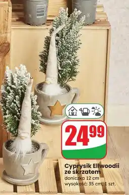 Dino Cyprysik ellwoodii w doniczce świątecznej oferta