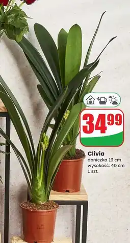 Dino Clivia oferta