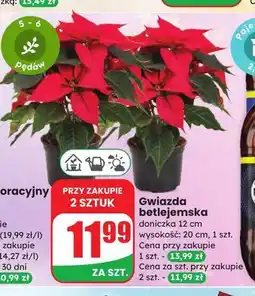 Dino Gwiazda betlejemnska oferta