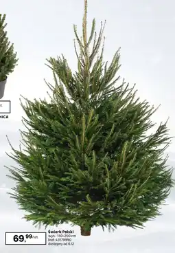 Leroy Merlin Świerk Polski oferta