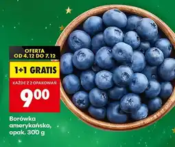 Biedronka Borówka amerykańska Biedronka oferta