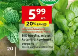 Auchan BIO bazylia, mięta, kolendra, tymianek, oregano oferta