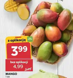 Stokrotka Mango Stokrotka oferta