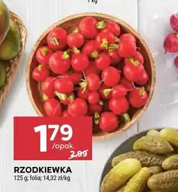 Stokrotka Rzodkiewka Stokrotka oferta