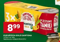 Stokrotka Kukurydza Gold Dawtona oferta