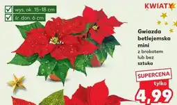 Kaufland Gwiazda betlejemska mini oferta