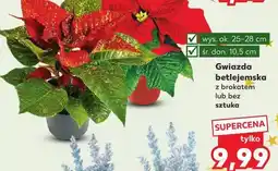 Kaufland Gwiazda betlejemska 10.5 cm oferta