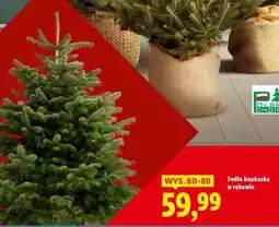 Lidl Jodła Kaukaska w rękawie oferta