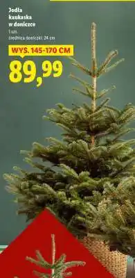 Lidl Jodła kaukaska w doniczce oferta