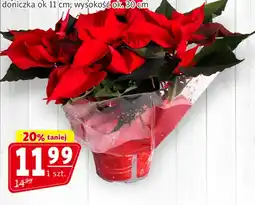 Prim Market Gwiazda betlejemska oferta