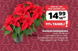 Netto Gwiazda betlejemska oferta