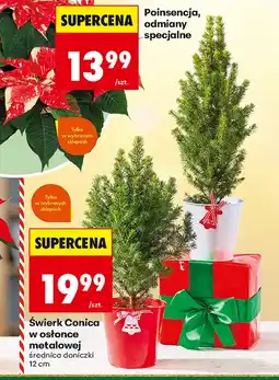 Biedronka Świerk oferta