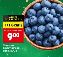 Biedronka Borówka amerykańska oferta