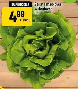 Polomarket Sałata masłowa w doniczce oferta