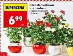 Biedronka Róża brokatowana w doniczce oferta