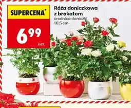 Biedronka Róża doniczkowa oferta