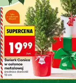 Biedronka Swierk Conica oferta