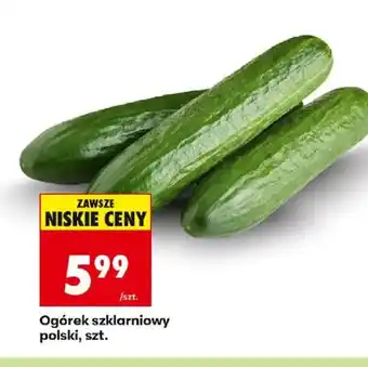 Biedronka Ogórek szklarniowy oferta