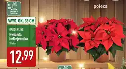 ALDI GARDENLINE Gwiazda betlejemska oferta