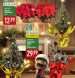 ALDI GARDENLINE Świąteczny świerk oferta