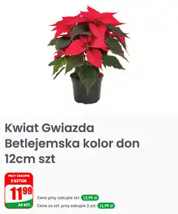 Dino Kwiat Gwiazda Betlejemska kolor don 12cm szt oferta