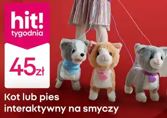 Pepco Kot interaktywny oferta