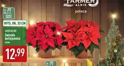 ALDI Gwiazda betlejemska oferta