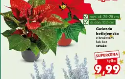 Kaufland Gwiazda betlejemska oferta