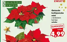 Kaufland Gwiazda betlejemska oferta